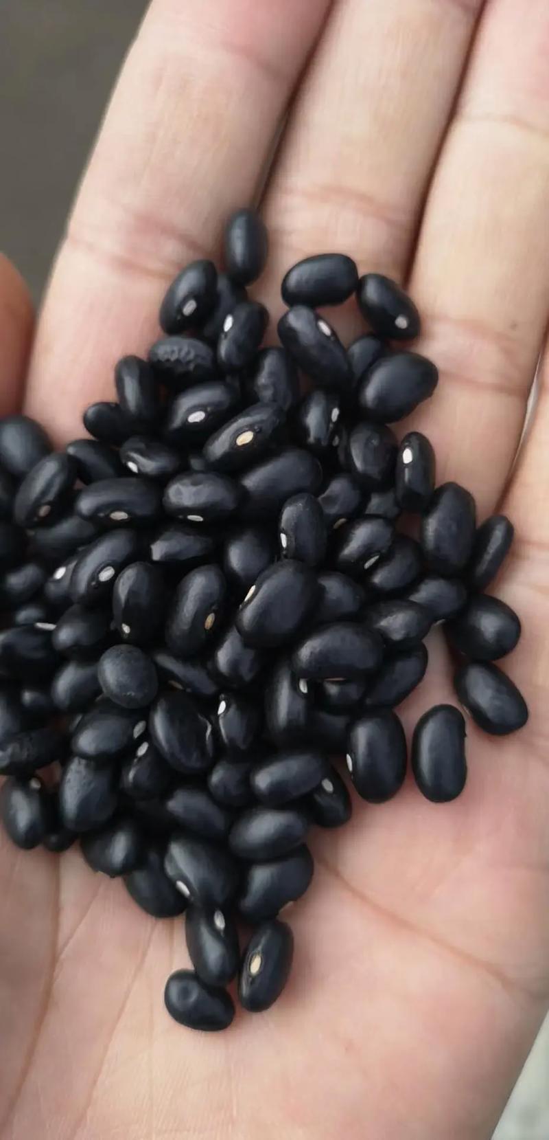 芸豆直播手机版下载黑色老版