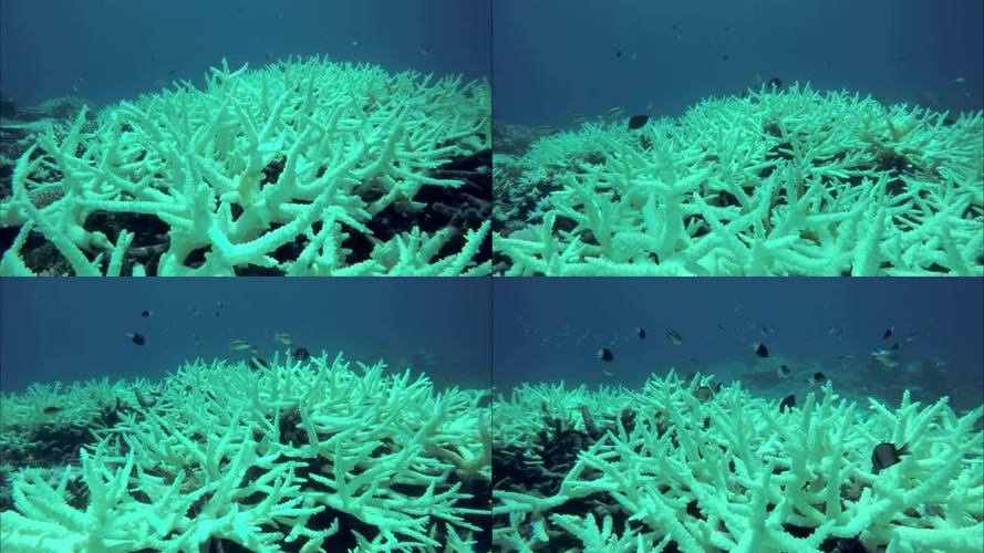 珊瑚视频