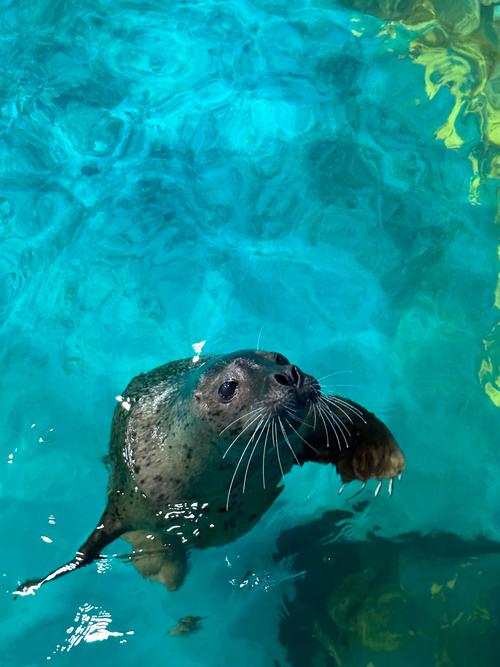 海豹短视频红包版无限金币版