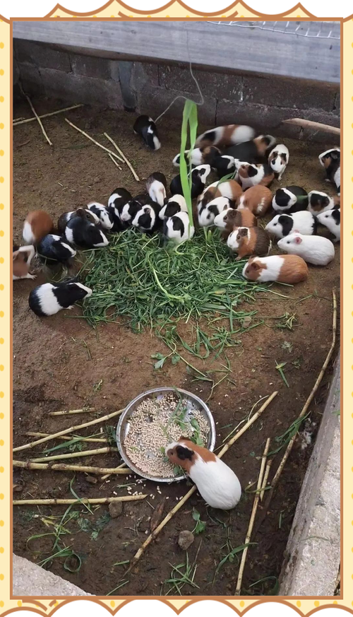 阳光豚鼠养殖场红