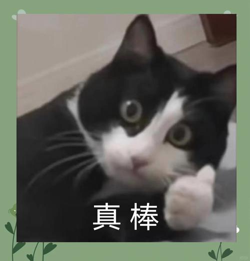 点赞猫手机版