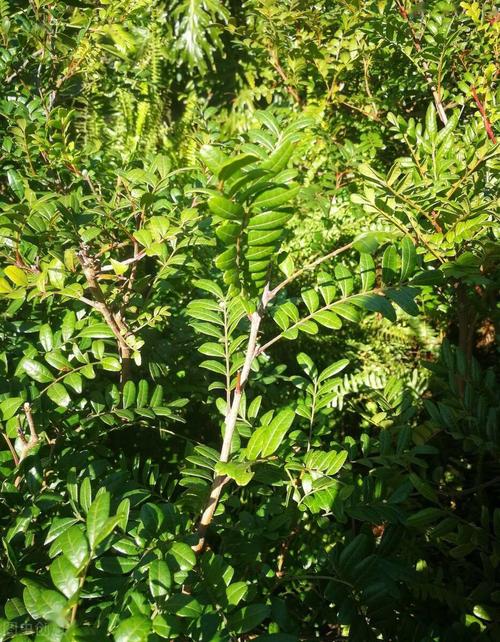 香叶是什么树的叶子